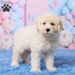 Ace, Mini Aussiedoodle Puppy